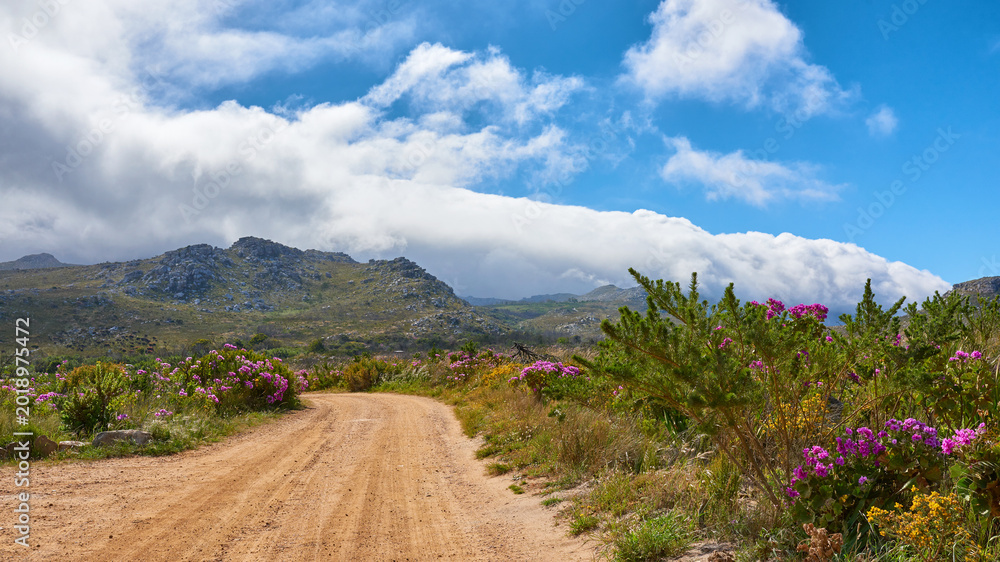 Naklejka premium Background, nature and plants with mountain landscape in green environment for scenic view of summer. Dirt road, route and terrain with scenery outdoor in natural habitat for countryside path