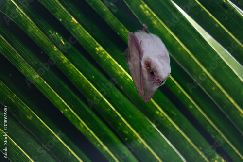 Obraz na płótnie Northern Ghost Bat - diclidurus albus watching