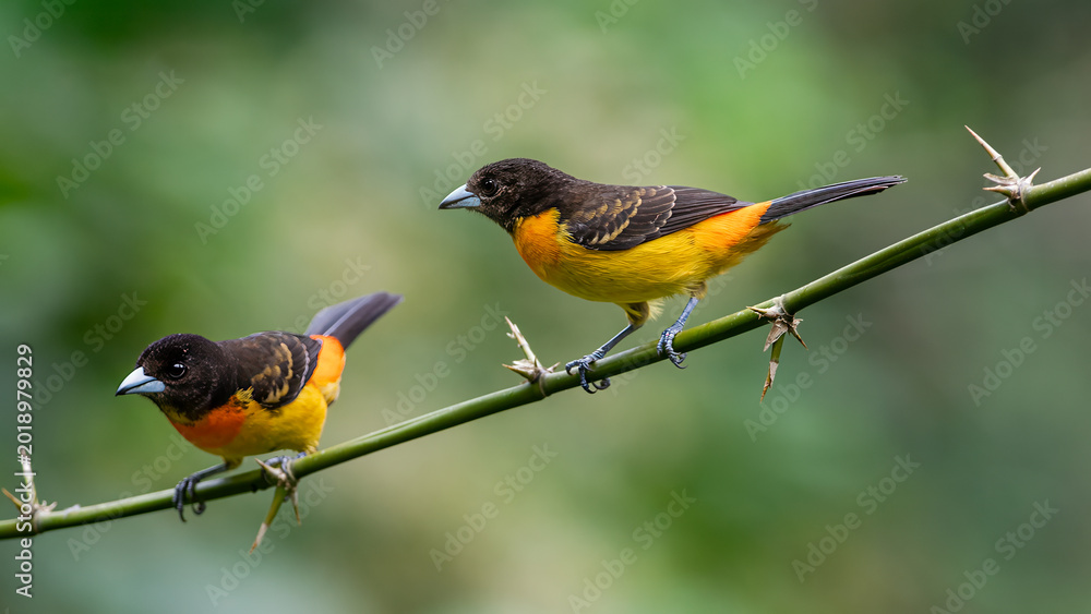 Fototapeta premium Two Flame-rumped Tanagers Perched on Thorny Branch in Colombia Forest