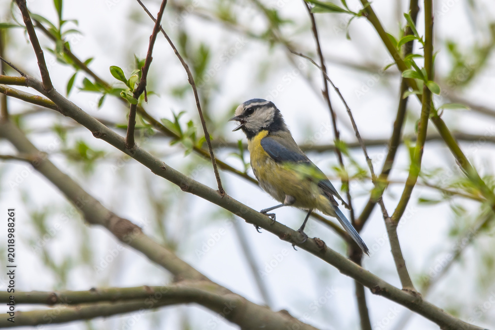 Fototapeta premium blue tit on branch
