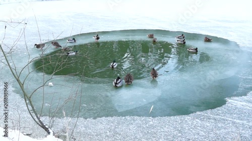 fish in ice