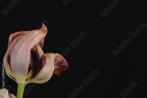 Schilderij op canvas dried pink tulip flower isolated on black with generous copy space, botanical ov