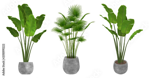 Tableau sur toile Large green bird of paradise plant in a white round pot, isolated on transparent