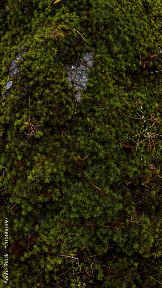 Fototapeta premium Moss densely covering lichen coated rock in forest floor