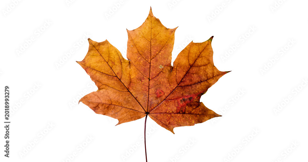 Fototapeta premium Vibrant red and orange maple leaf with purple hues, isolated on transparent background