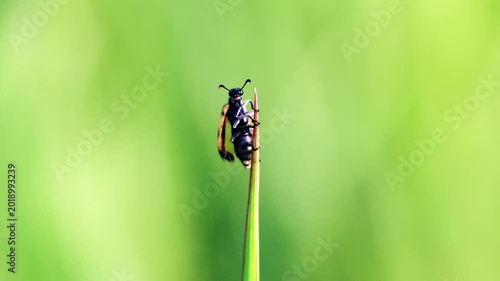 Macro shot of Blister Beetle, Hycleus rouxi