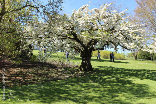 Parc floral d'Apremont-sur-Allier : cerisier japonais Shirotae en fleurs 