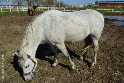 horse and foal