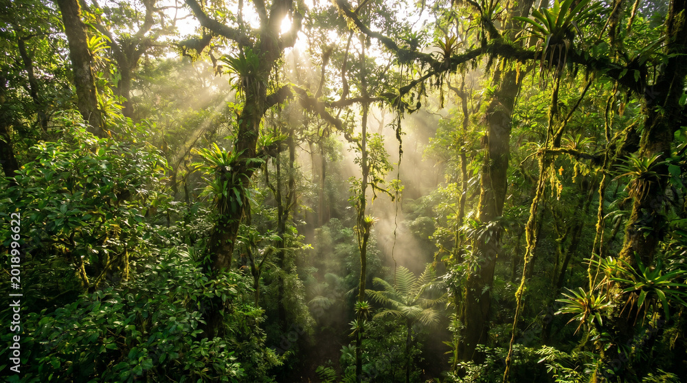 Fototapeta premium Sun rays filtering through dense tropical rainforest canopy with moss-covered trees and lush vegetation