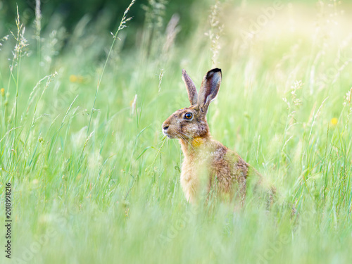 Dziki zając szarak (Lepus europaeus) siedzący w wysokiej trawie na zielonej łące. Portret zwierzęcia w naturalnym środowisku o poranku. Przyroda i polna fauna.