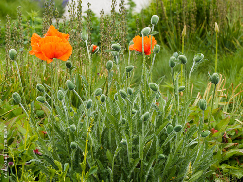 Obraz na plátně Pavot oriental ou pavot de Tournefort (Papaver orientale)