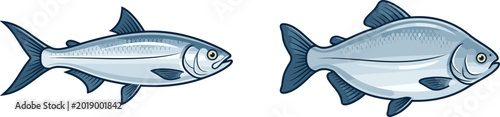 Fotografía Set of realistic silver fish vector illustrations featuring two different species like milkfish or herring with detailed scales and fins isolated on white background
