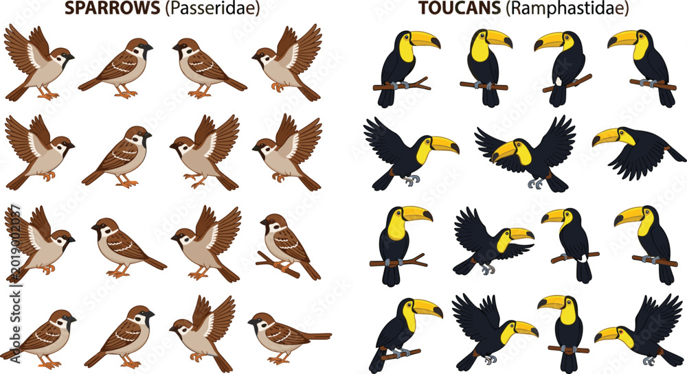 Fototapeta premium Large collection of sparrow and toucan bird vector illustrations featuring various flight and perching poses with scientific names isolated on white background for nature education.