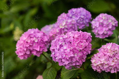 Vibrant pink hydrangea blooms contrast with purple clusters in a lush garden ...