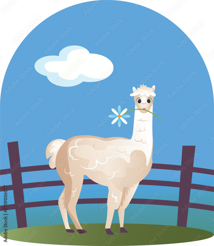 Fototapeta premium Cute alpaca with daisy flower on farm meadow, adorable flat vector illustration