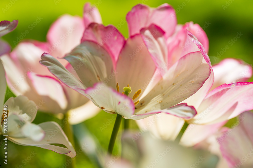 Fototapeta premium Dutch Red tulips in close up view during spring time with detailed bokeh background