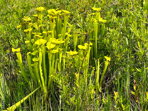 A vibrant cluster of yellow pitcher plants thrives in a wet savanna habitat in eastern North Carolina, showcasing one of the region’s unique carnivorous plant species.