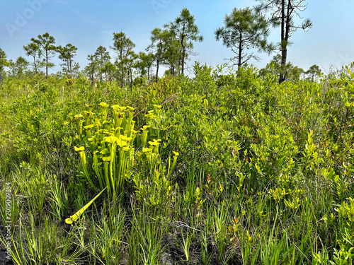 A stand of yellow pitcher plants grows in a coastal pine savanna, surrounded by native grasses, shrubs, and longleaf pine habitat in eastern North Carolina. Croatan National Forest