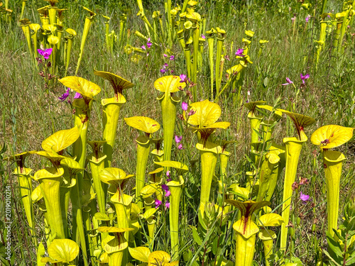 A vibrant stand of yellow pitcher plants rises among native wildflowers and grasses in a coastal bog, highlighting the rich biodiversity of a southeastern wetland ecosystem.