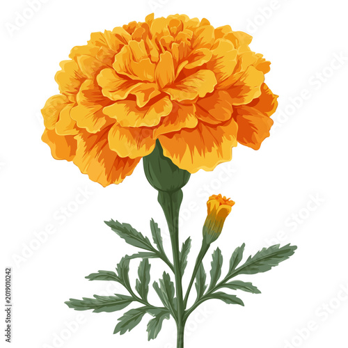 Marigold Flower, 2D flat vector illustration in icon style, isolated on a white background