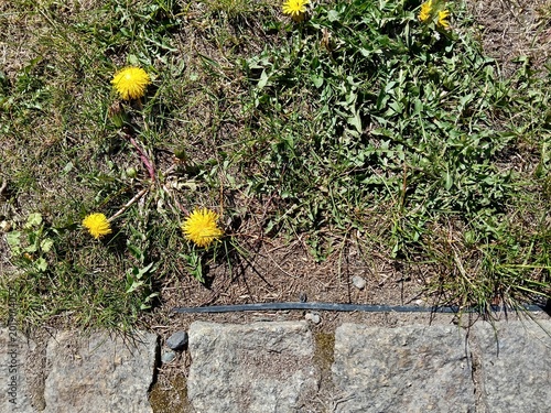 Dandelions Grow Amid City Stones. Closeup Of Wildflowers Thriving Among Concrete And Soil Fragments city urban and wild nature