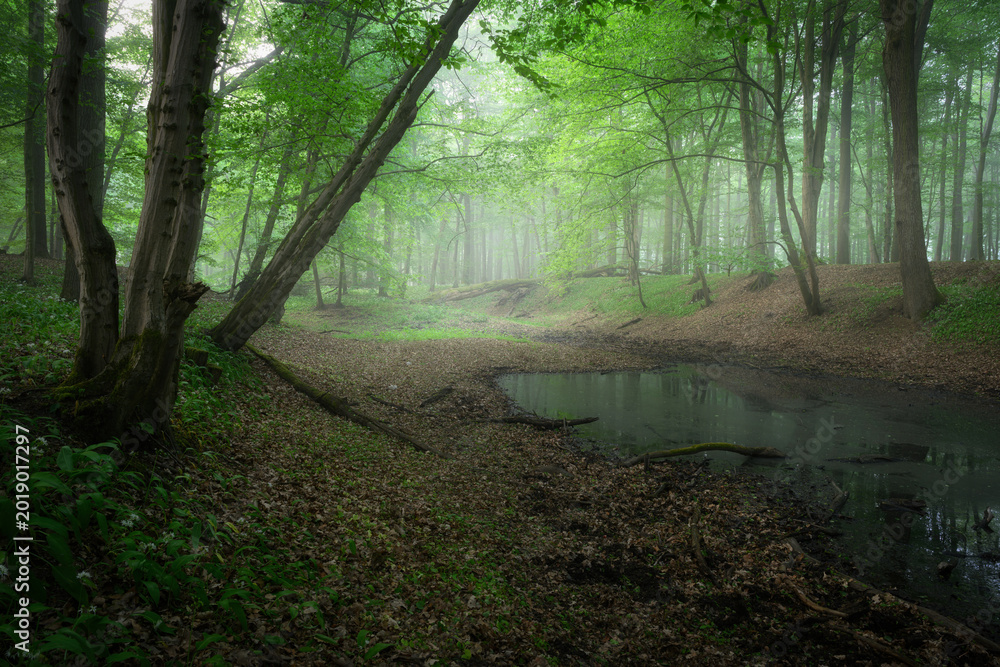 Obraz premium Misty morning in the green forest