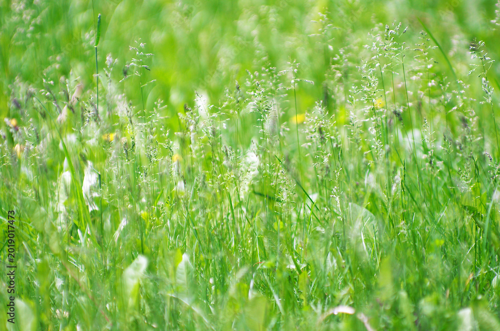 Naklejka premium Spring grass background. Soft blur green grass background. Natural background with green grass.
