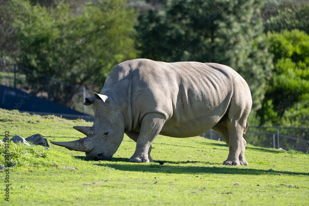 Fototapeta premium White Rhinoceros Grazing on Green Safari Grassland