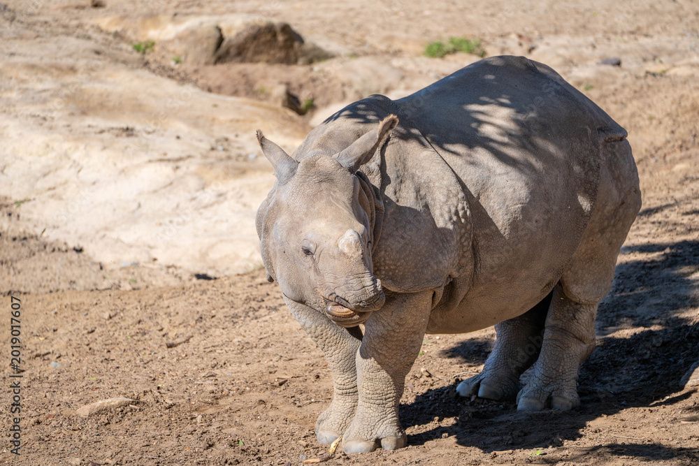 Obraz premium White Rhinoceros Standing in Dry Safari Terrain