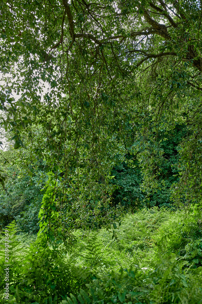 Fototapeta premium Foliage, trees and leaves of forest in nature for natural habitat, conservation and biodiversity. Ecosystem, woods and weeping willow in environment for sustainability, vegetation growth and ecology