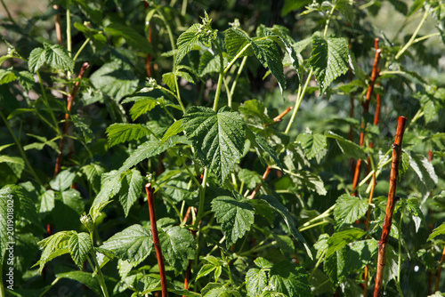 Green raspberry leaves growing on stems in a garden