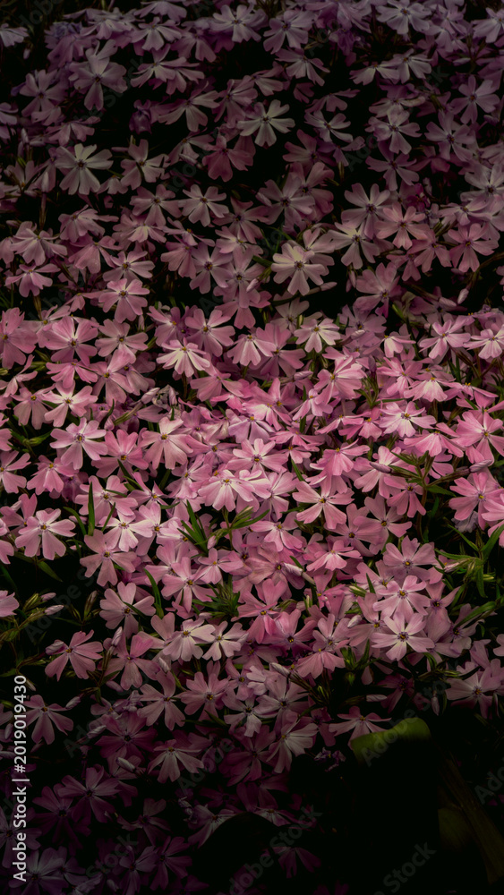 Obraz premium A dense, breathtaking carpet of small pink phlox flowers covers the ground. The numerous five-petaled blossoms create a vibrant natural pattern with soft textures and delicate purple-pink hues.