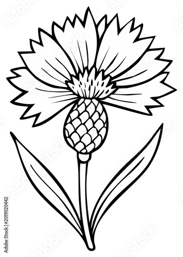 Hand-drawn outline illustration of a single cornflower with leaves and stem
