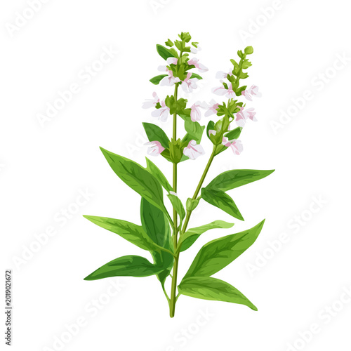 Photography Minimalist 2D vector icon representation of a Field Sage, displayed on a pure wh