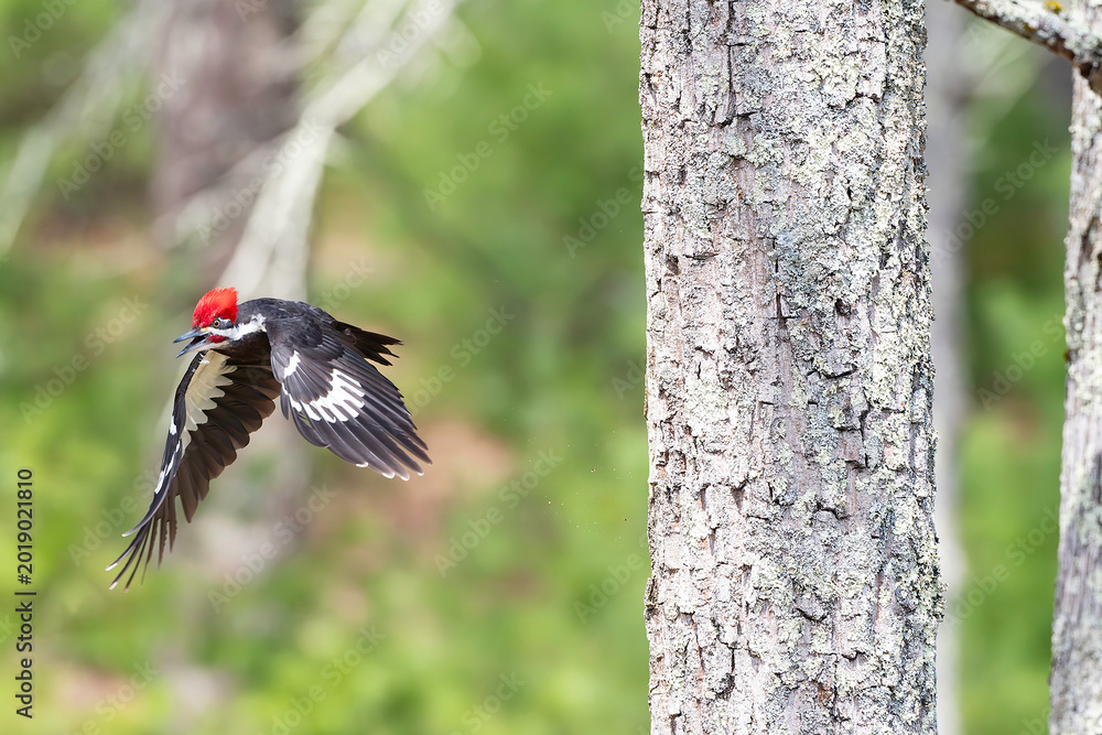 Fototapeta premium Pileated Woodpecker (Dryocopus pileatus)