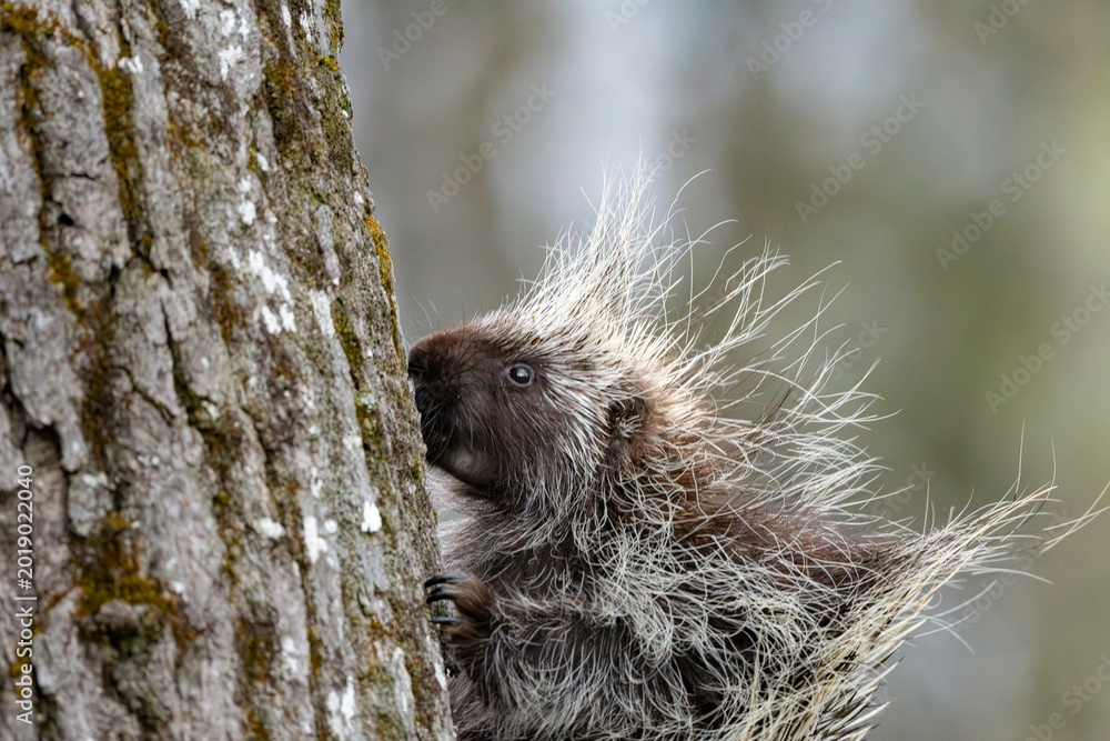 Fototapeta premium North American Porcupines (Erethizon dorsatum)