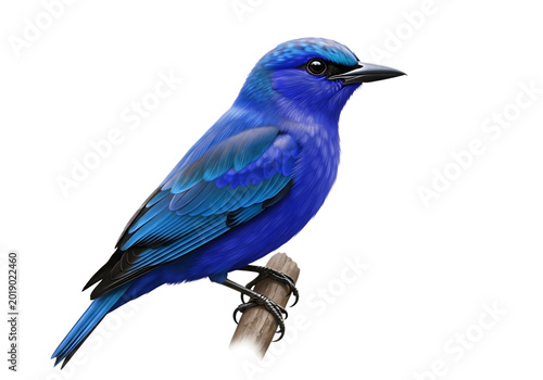 Blue bird flying in the sky isolated on transparent background