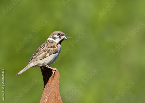 Tree sparrow sitting on rusty metal with insect prey