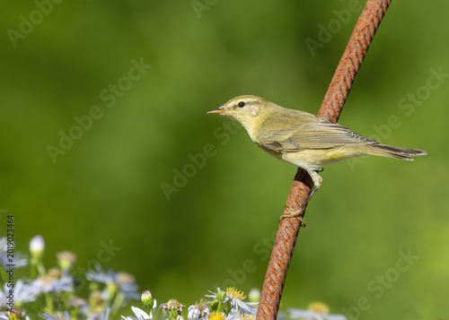 Willow warbler sitting on a rusty iron rod