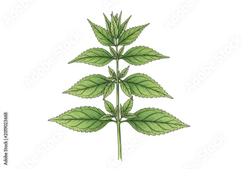 Fresh thyme sprigs with green leaves isolated on transparent background