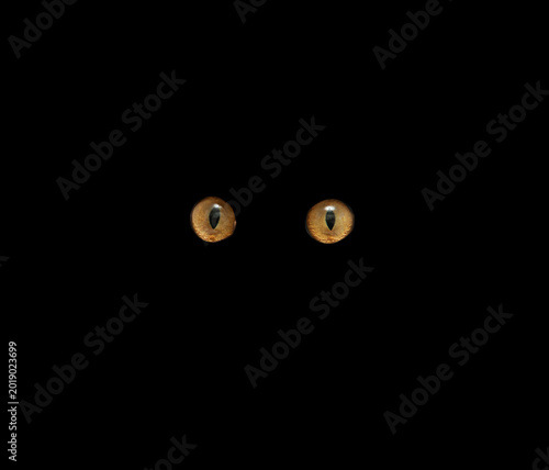 Сat's eyes glowing in the dark.