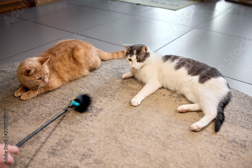 Εκτύπωση καμβά Ginger cat batting blue wand toy on carpet, rolling paws and swiping with eager