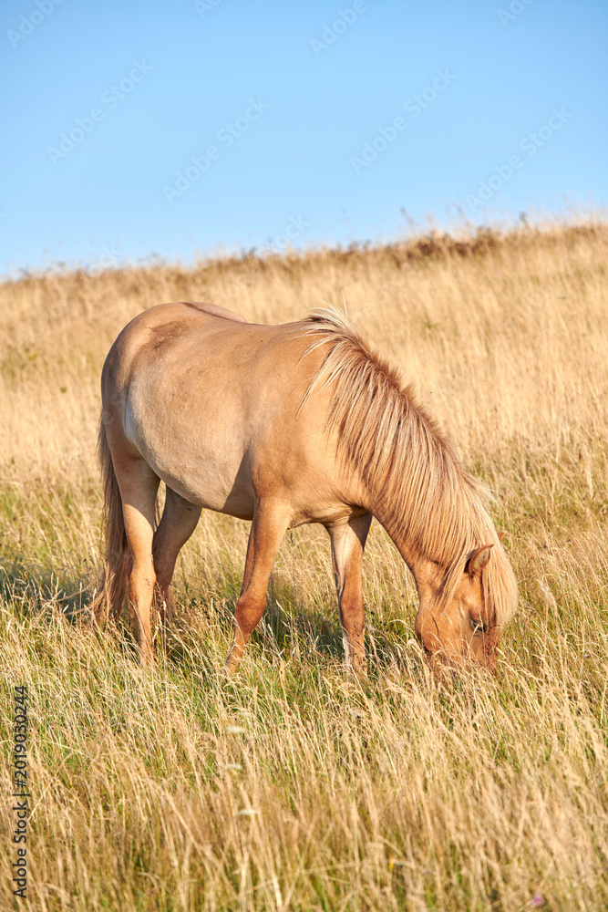Obraz premium Agriculture, horse and eating grass in pasture for digestive health, ranching and sustainability. Space, equine animal and grazing in field for nutrition, livestock management and natural environment