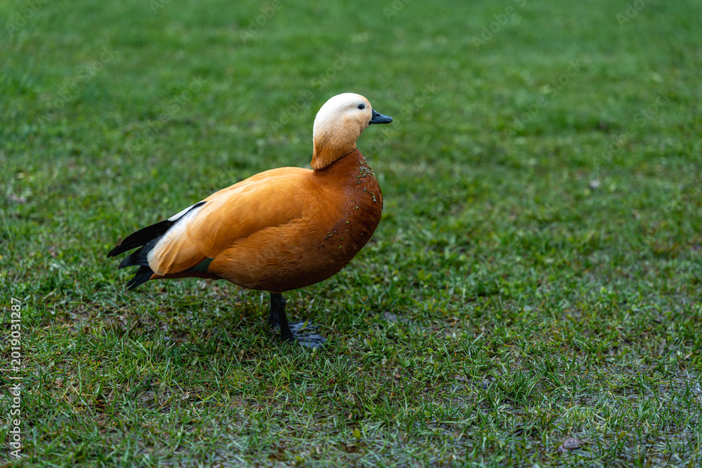 Obraz premium Duck On Grass. Lone Ruddy Shelduck Stands Softly On Damp Grass Beneath Muted Evening Sky With Reflective Ground And Subtle Silhouette