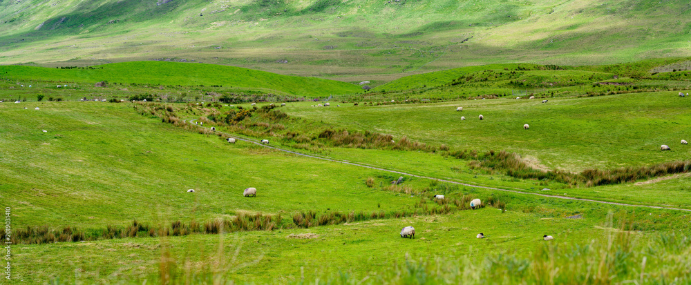 Naklejka premium Sunlit mountains and green fields spread across the landscape near Killary Fjord in western Ireland. A broad rural panorama of the Connemara and Mayo border region.