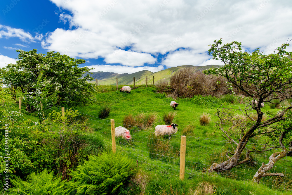 Obraz premium Paint marked sheep graze on a lush hillside pasture with mountains in the background in western Ireland. A rural livestock landscape capturing everyday life in the Irish countryside.