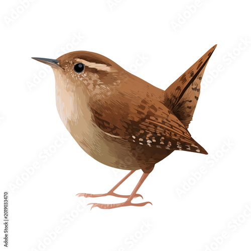 Canvas Print Flat 2D minimalist illustration of a Wren, modern vector design with white background
