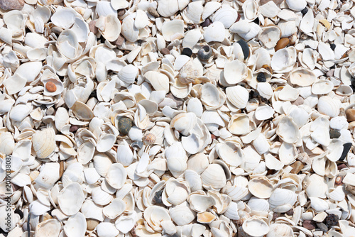 Foto Broken white shells on beach background texture