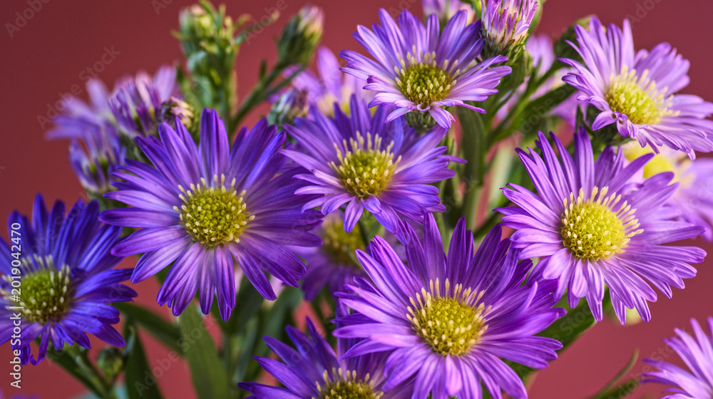 Fototapeta premium Vibrant purple Aster flowers in full bloom against a warm red background. High-resolution floral photography with stunning detail and rich colors.