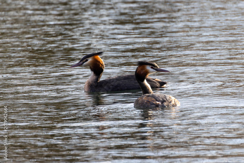 Tableau sur toile Pair of great crested grebes swimming peacefully on calm water